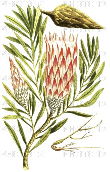 Leucadendron salignum, also known as solar cone, is an evergreen, dioecious shrub from the