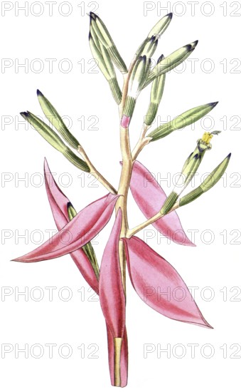 Bromeliad, Bromelia pallida, illustration, reproduction from a 19th century model. Authentic, file