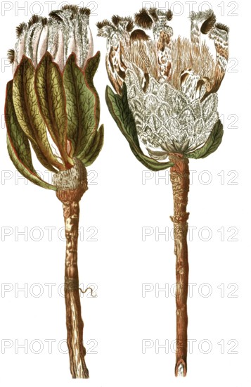 Protea scolymocephala, also thistle protea or thistle sugar bush, illustration, reproduction from a