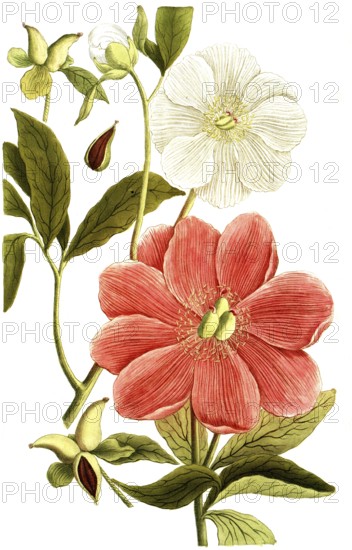 Peony variant, Paeonia mas major, illustration, reproduction from a 19th century model. Authentic,