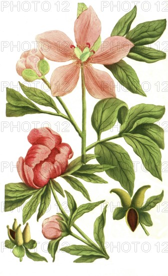 Peony variant, Paeonia mas flore incarnate minor, Paeonia bizantina minor, illustration,