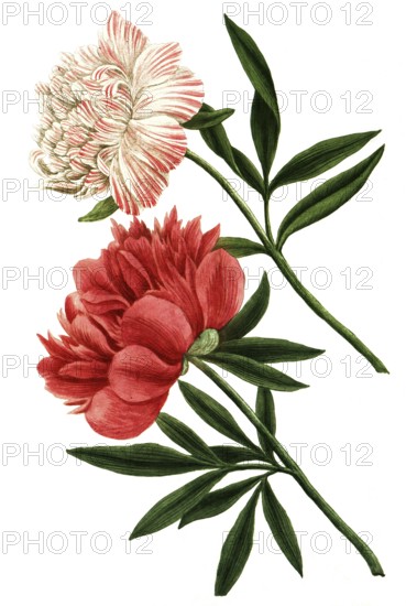 Peony variant, Paeonia mas major flore incarnato pleno, Paeonia flore subrubento pleno,