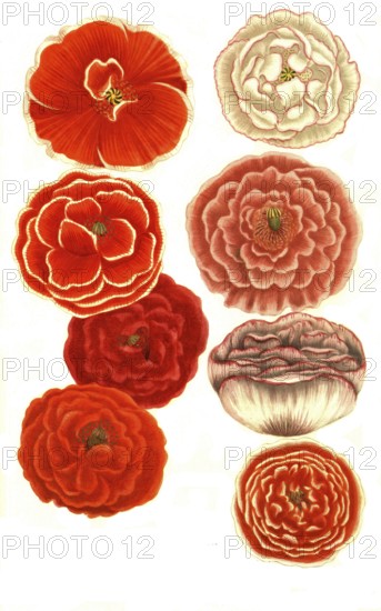 Variants of the poppy, a. papaver erraticum majus roseum margine albo, b. papaver erraticum majus