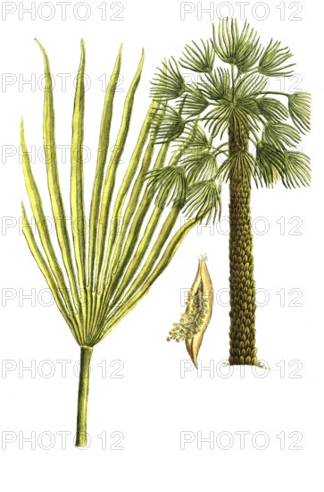 Chamaerops humilis, European dwarf palm, Palma humilis, Palma humilis chamceripheres, Palma humilis