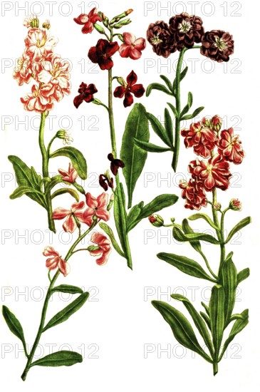 Various variants of Levkoje, Matthiola, a plant genus in the cruciferous family, illustration,