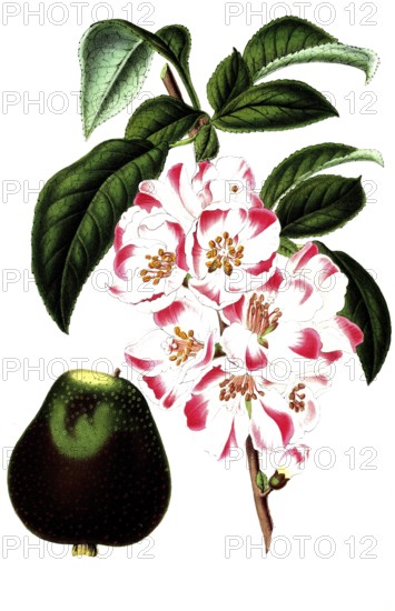 Cydonia japonica, Japanese ornamental quince, illustration, reproduction from a 19th century model.