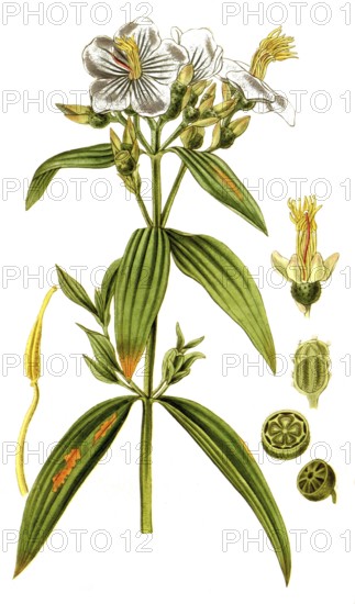 Osbeckia nepalensis, Nepal-Osbeckie, illustration, reproduction from a 19th century model.