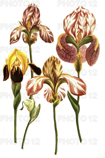 Various irises, irises, a plant genus in the subfamily Iridoideae in the iris family, Iris