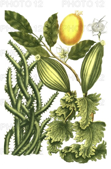 Guanabanus javensis, guanabane, bottle tree and Gutta gamandra, illustration, reproduction from a