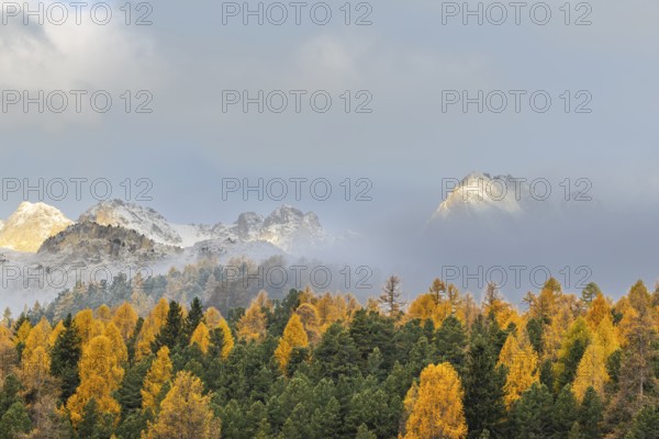 Mixed forest with larches (Larix) in autumn foliage off Piz Muragl and La Sours, mountain peaks,