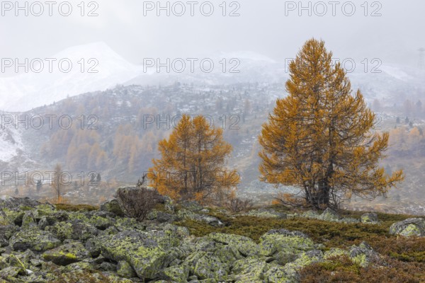 Larch trees (Larix) in autumn in front of mountain peaks with snow, autumn, Pontresina, Bernina