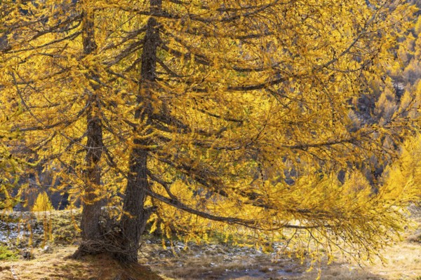 Larch (Larix) in autumn, autumn, Pontresina, Bernina Pass, Engadin, Grisons, Switzerland