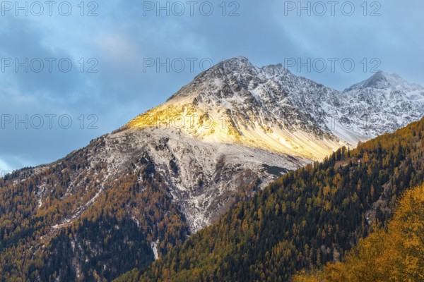 Mixed forest with larch trees (Larix) in autumn, mountain peaks with snow, autumn, Piz Chaste,