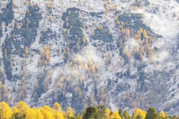 Lärchenwald Larix) in autumn weather on the mountain, fog, autumn, Stazersee, Celerina/Schlarigna,