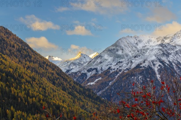 Mixed forest with larch trees (Larix) in autumn, mountain peaks with snow, autumn, Piz Sarsura, Piz
