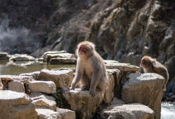 Japanese macaque (Macaca fuscata) sitting on rocks near water, Yamanouchi, Nagano Prefecture,