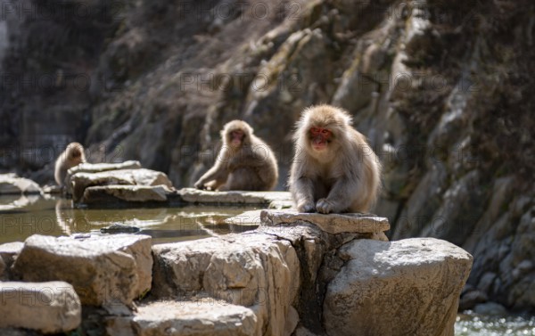 Japanese macaques (Macaca fuscata) sitting on rocks near water, Yamanouchi, Nagano Prefecture,