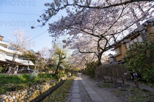 Footpath along a canal, cherry blossoms in spring, Philosopher's Path or Tetsugaku no michi, Kyoto,