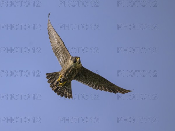 Peregrine falcon (Falco peregrinus), Peregrine falcon, flying with prey against a blue sky,