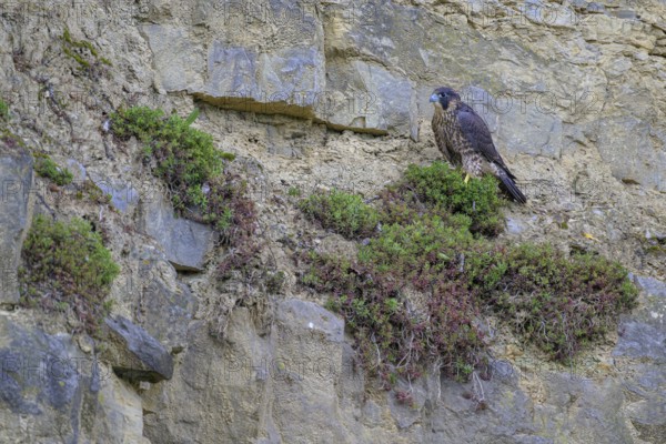 Peregrine falcon (Falco peregrinus), Peregrine falcon, resting in a rock face, biosphere area,