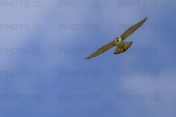 Peregrine falcon (Falco peregrinus), Peregrine falcon, fug against a blue sky, biosphere area,