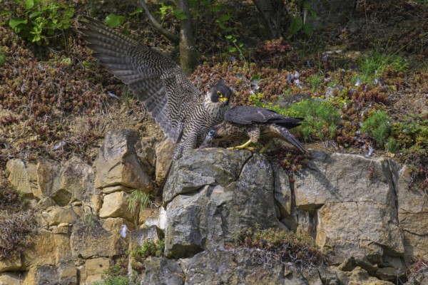 Peregrine falcon (Falco peregrinus), Peregrine falcon, young bird begging for food, biosphere area,