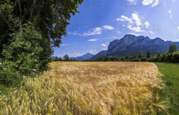 Agricultural Landscape, Hordeum Vulgare, Barley Field with Drachenwand and Schafberg, Mondsee,