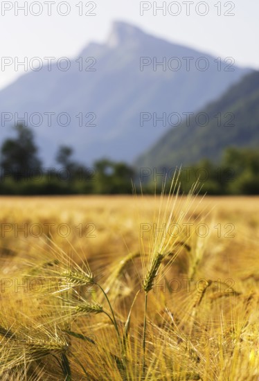 Agricultural Landscape, Hordeum Vulgare, barley field with Schafberg, Mondsee, Salzkammergut, Upper