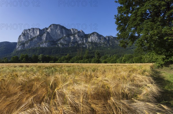 Agricultural Landscape, Hordeum Vulgare, barley field mit Drachenwand, Mondsee, Salzkammergut,