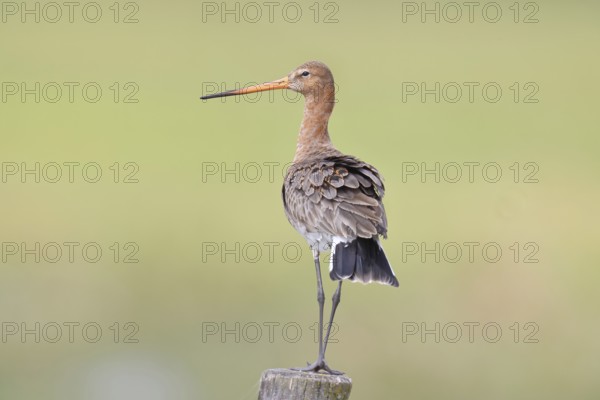 Blacktail (Limosa limosa), sitting room, on a fence post, snipe birds, wildlife, nature