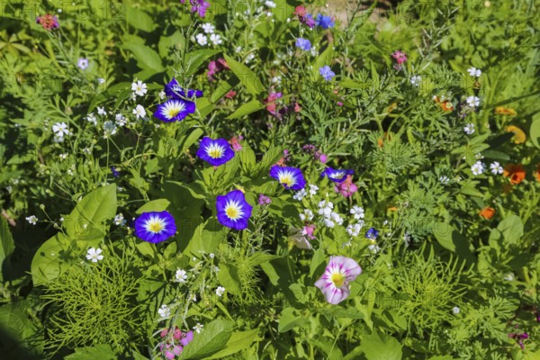 Field bindweed (convolvulus arvensis), meadow, wildflowers, grass, plants, nature, Swabian Jura,