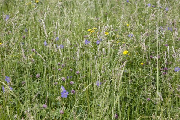 Meadow stork beak (Geranium pratense), stork beak, meadow, wildflowers, grass, grasses, plants,