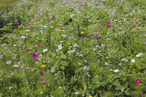 Decorative basket (Cosmos bipinnatus), meadow, colorful wildflowers, grass, grasses, plants,