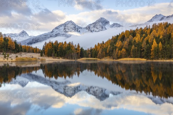 Lake Stazer in front of mountain peaks with snow, mixed forest with larch (Larix) in autumn,