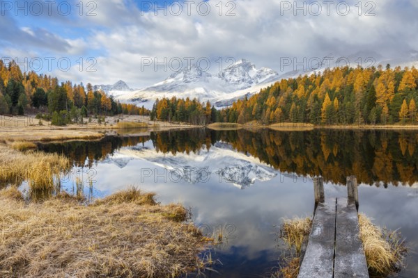 Lake Stazer in front of mountain peaks with snow, mixed forest with larch (Larix) in autumn, wooden