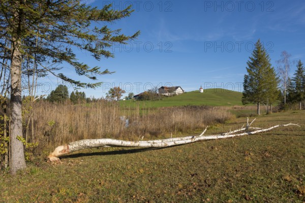 A birch tree felled by a beaver lies in a meadow in front of a hill with a building in the