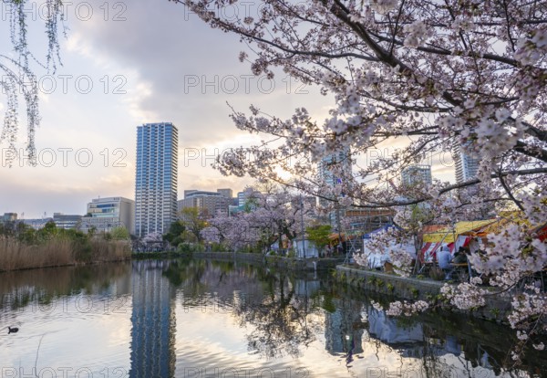 Skyscrapers reflected in lake at sunset, Shinobazu pond, cherry blossoms in spring, Hanami
