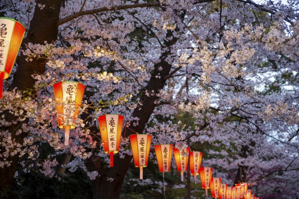 Blooming cherry trees and illuminated lanterns with Japanese writing in the evening, Hanami