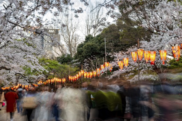 People walking through the park, blooming cherry trees and illuminated lanterns with Japanese