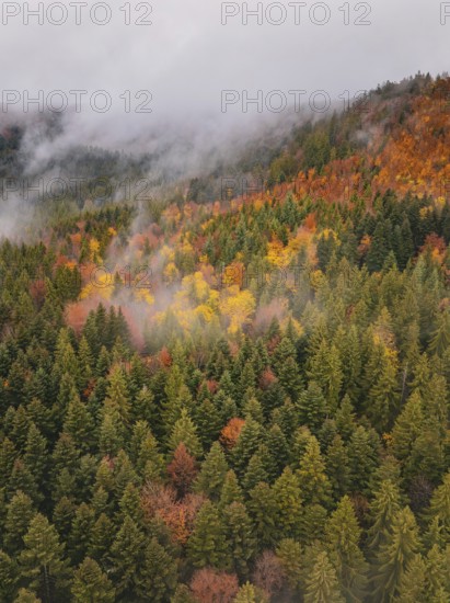 Foggy forest valley full of colorful autumn trees, taken from above, Wehingen, Tuttlingen district,