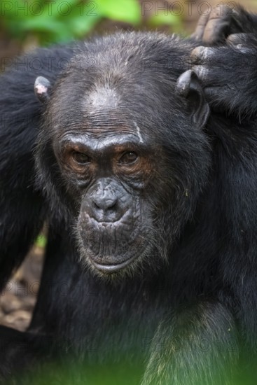 Chimpanzee (Pan Troglodytes), animal portrait, male grooming in the jungle, Kibale National Park,