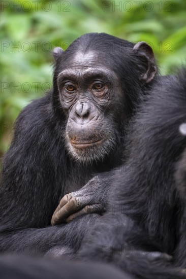 Chimpanzee (Pan Troglodytes), sad animal portrait, male in jungle, Kibale National Park, Uganda