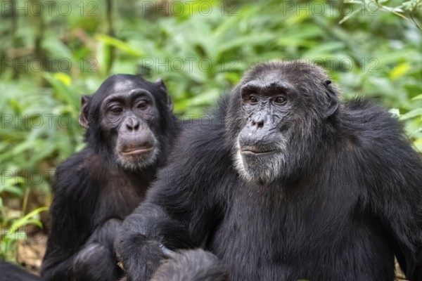 Two chimpanzees (Pan Troglodytes), animal portrait, adult males grooming in the jungle, Kibale