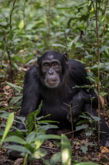 Chimpanzee (Pan Troglodytes), adult male sitting on the ground in the jungle, Kibale National Park,
