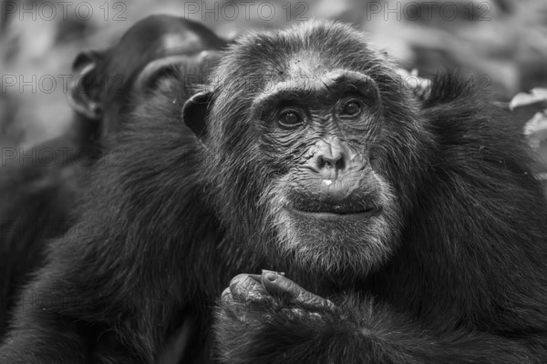 Black and white animal portrait, chimpanzee (Pan Troglodytes), adult male among leaves in the