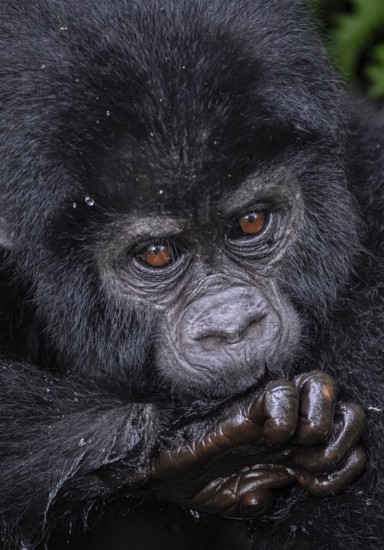 Mountain gorilla (Gorilla beringei beringei), young animal portrait, Bwindi Impenetrable Forest,