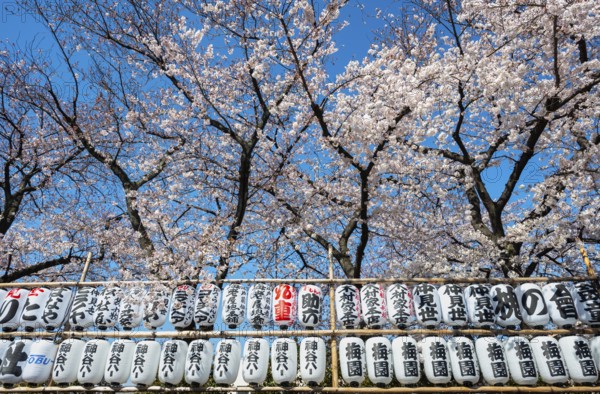 Blooming cherry trees and lanterns with Japanese characters, Buddhist temple complex, Senso-ji