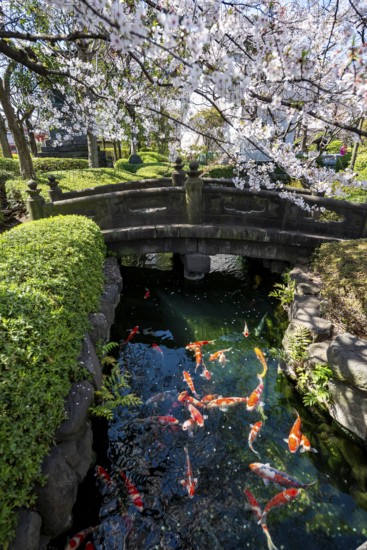 Blooming cherry trees and pond with koi carp, Buddhist temple complex, Asakusa shrine or Senso-ji