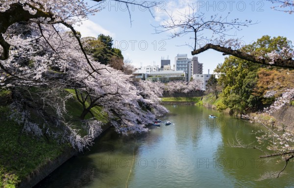 Chidorigafuchi Canal with rowing boat in front of blooming cherry trees, moat, Japanese cherry