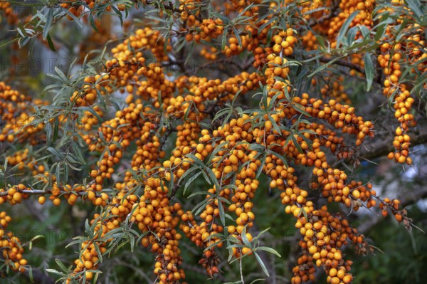 Ripe sea buckthorn fruits (Hippophae rhamnoides) on a bush, Darß, Mecklenburg-Western Pomerania,